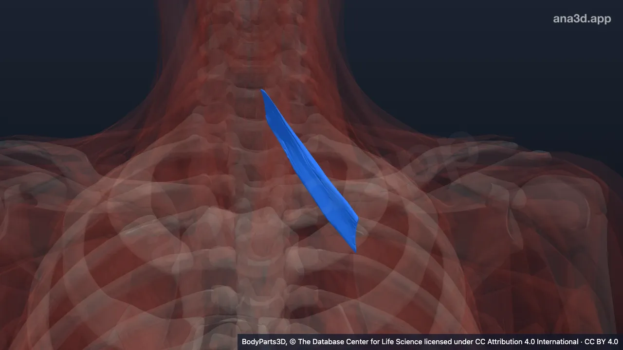3D model: left rhomboid minor