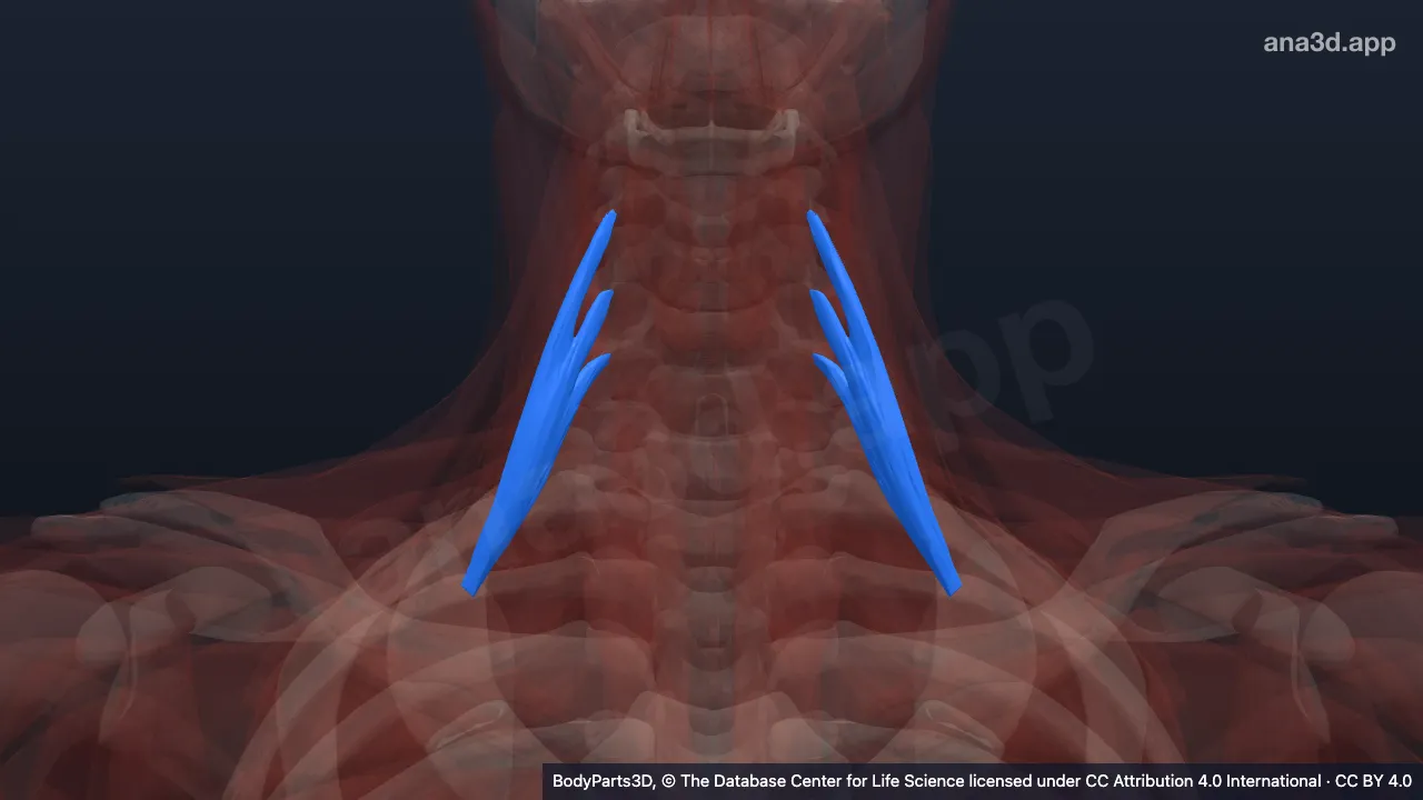 3D model: scalenus anterior