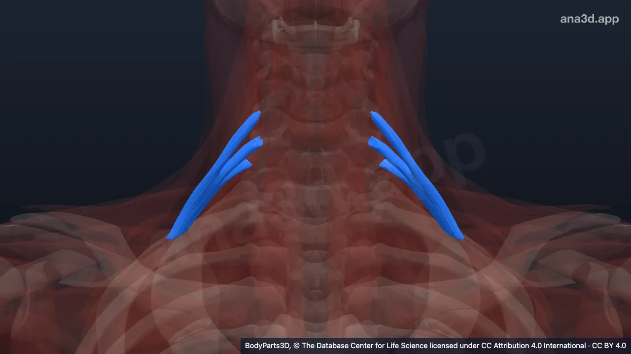 3D-Modell: Musculus scalenus posterior