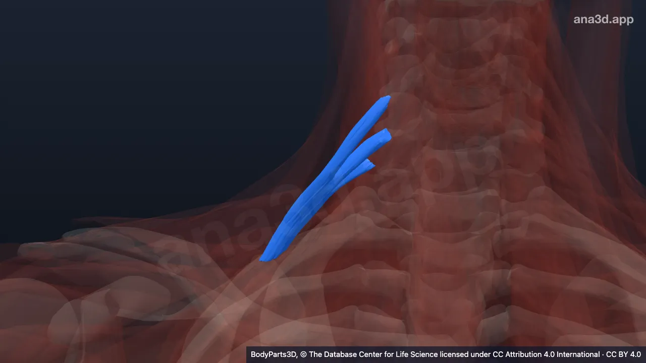 Modelo 3D: Músculo escaleno posterior derecho