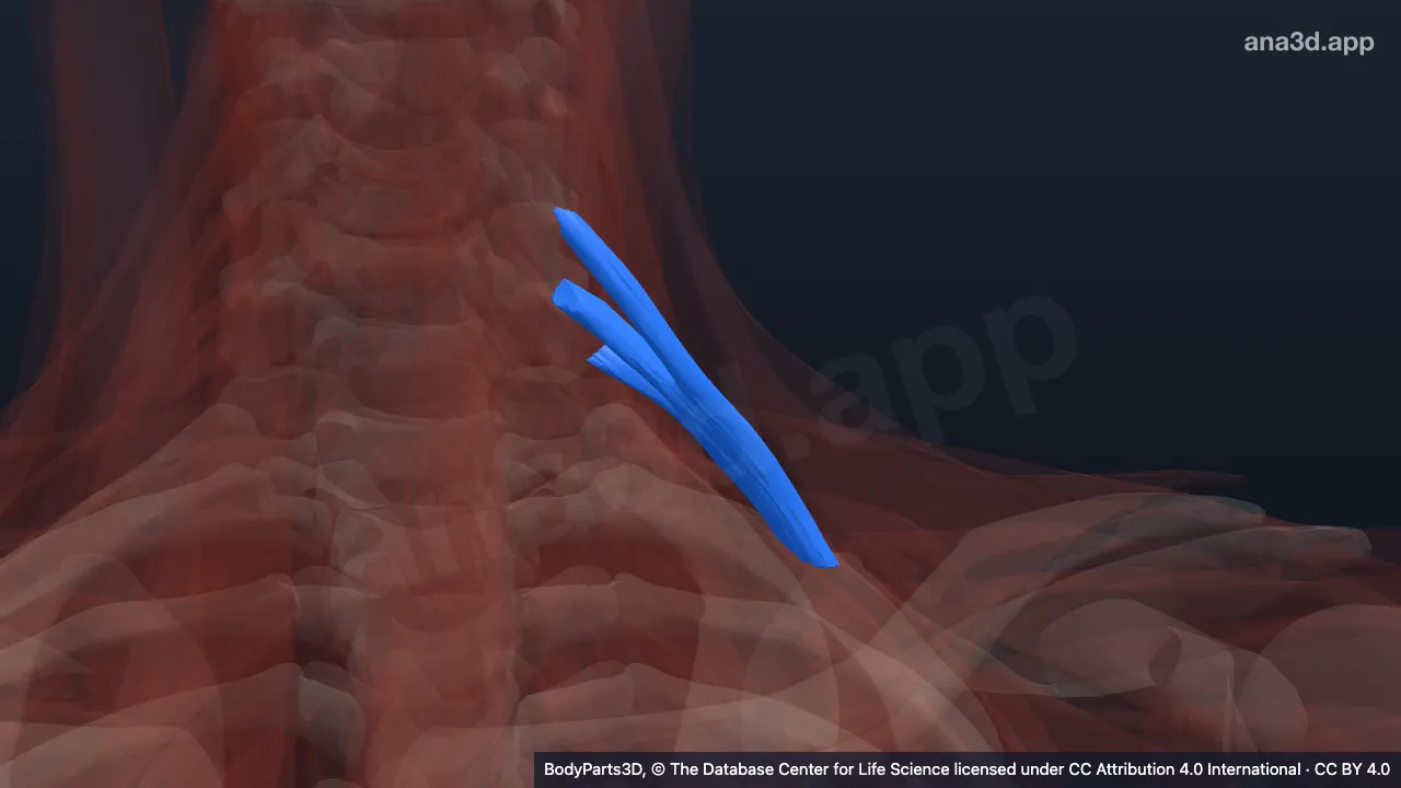 3D model: left scalenus posterior