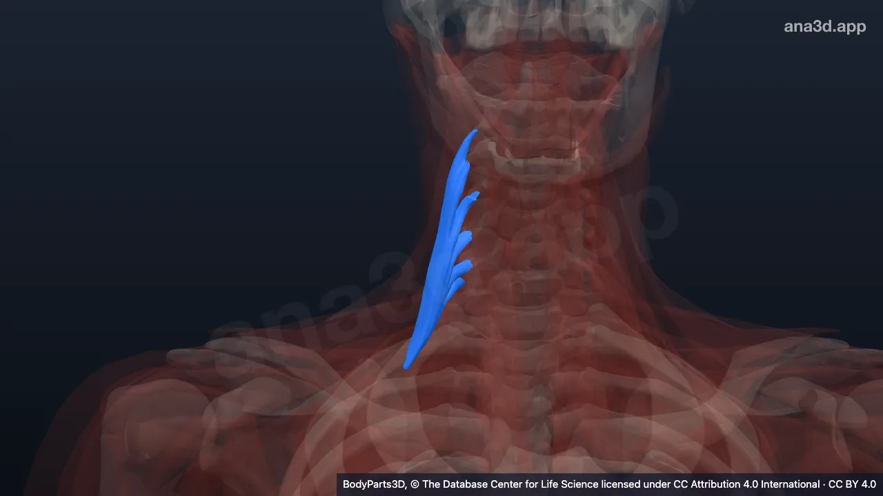 Modèle 3D : Muscle scalène moyen droit