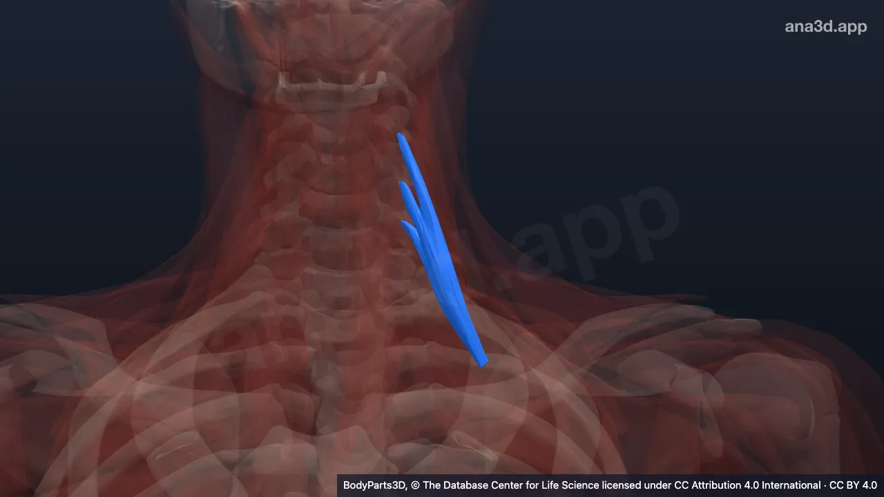 3D-Modell: Linker Musculus scalenus anterior