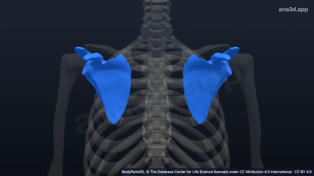 Scapula: anatomy, location and function