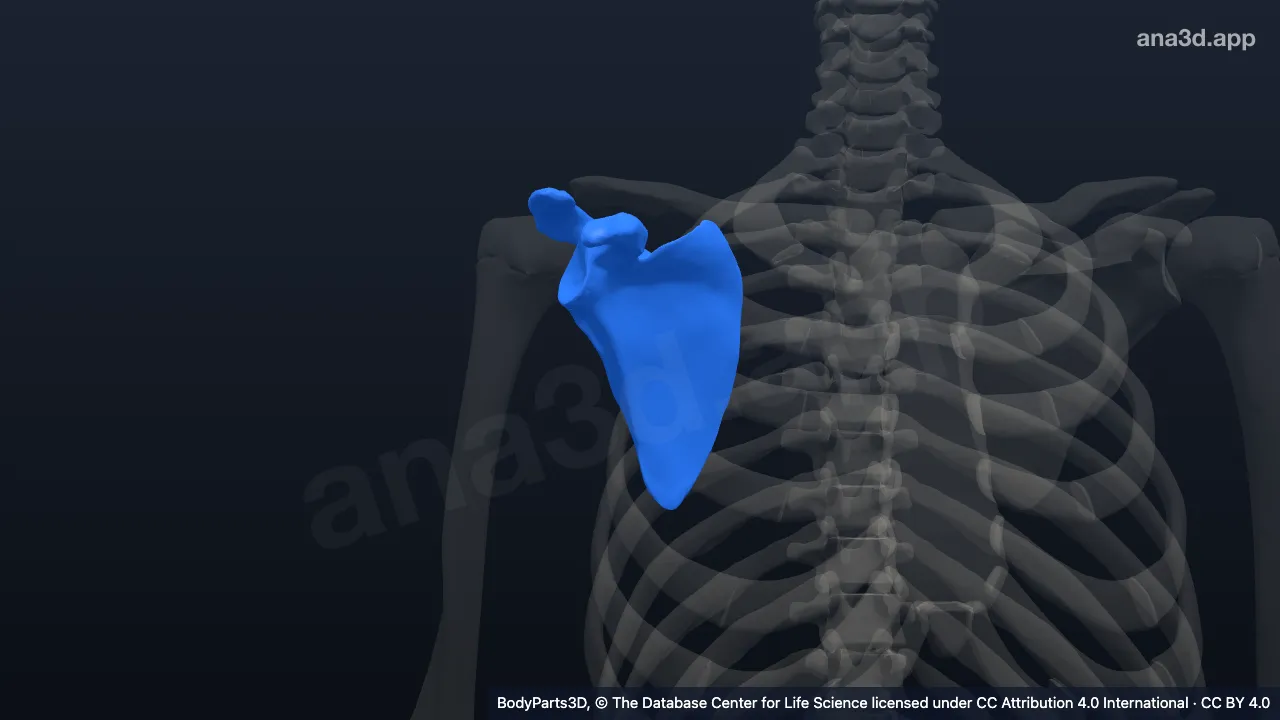 Modelo 3D: Escápula direita