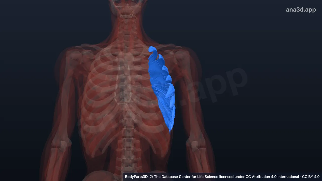 Modèle 3D : Muscle dentelé antérieur gauche