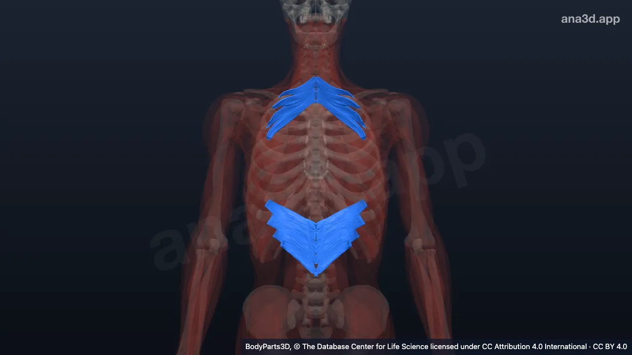 3D model: serratus posterior