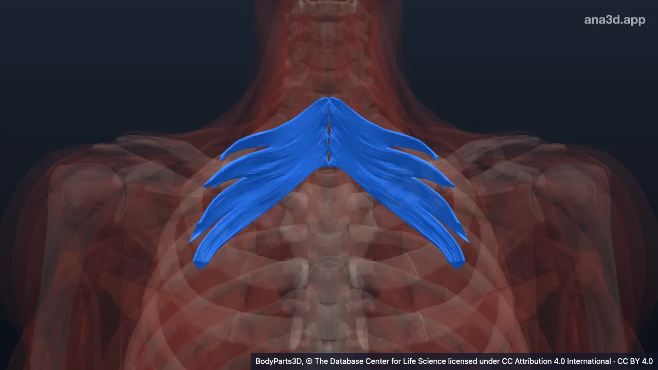 3D model: serratus posterior superior