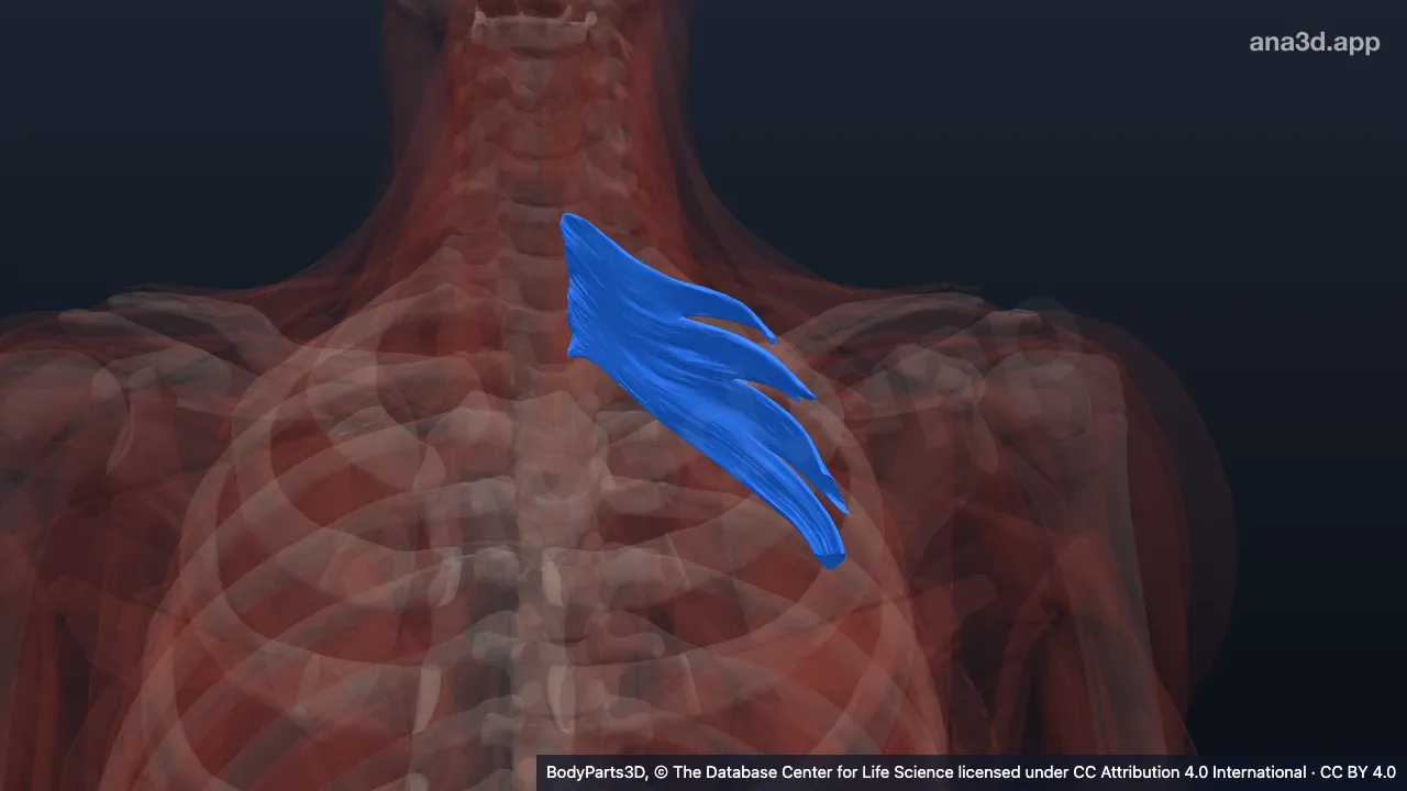 3D model: left serratus posterior superior