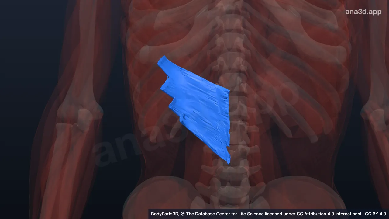 3D-Modell: Rechter Musculus serratus posterior inferior