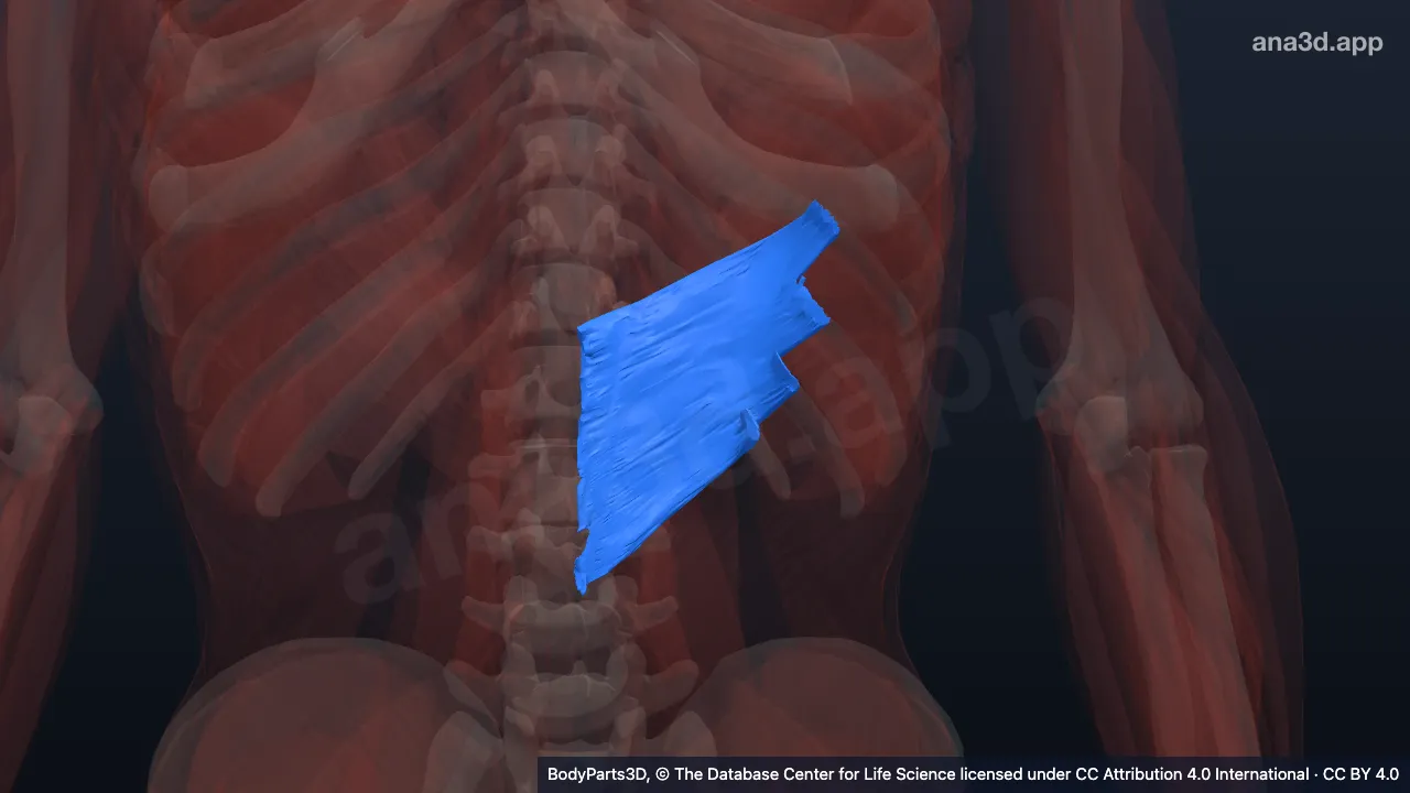 3D model: left serratus posterior inferior