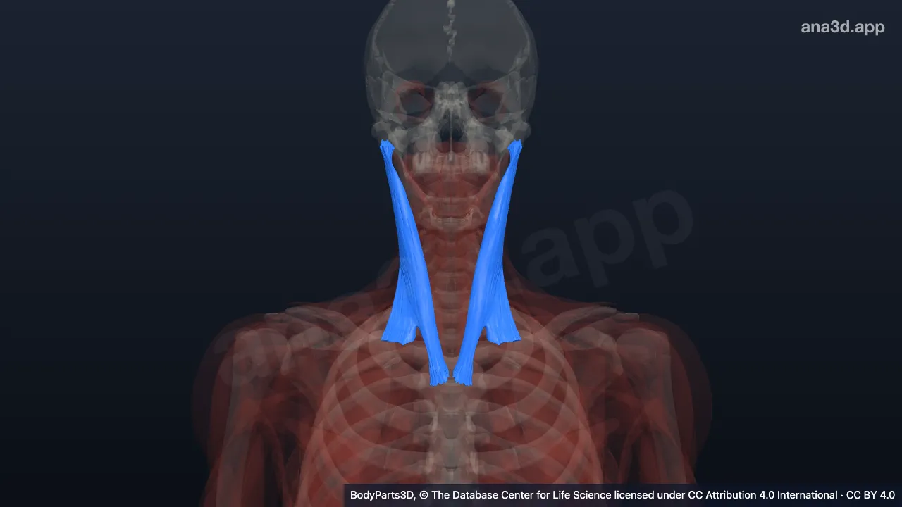 Mô hình 3D: Cơ ức đòn chũm