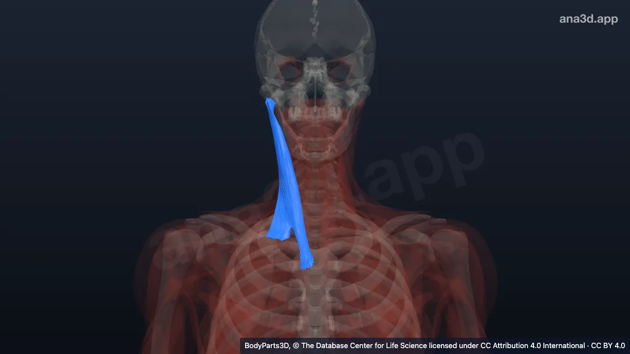 Mô hình 3D: Cơ ức đòn chũm phải
