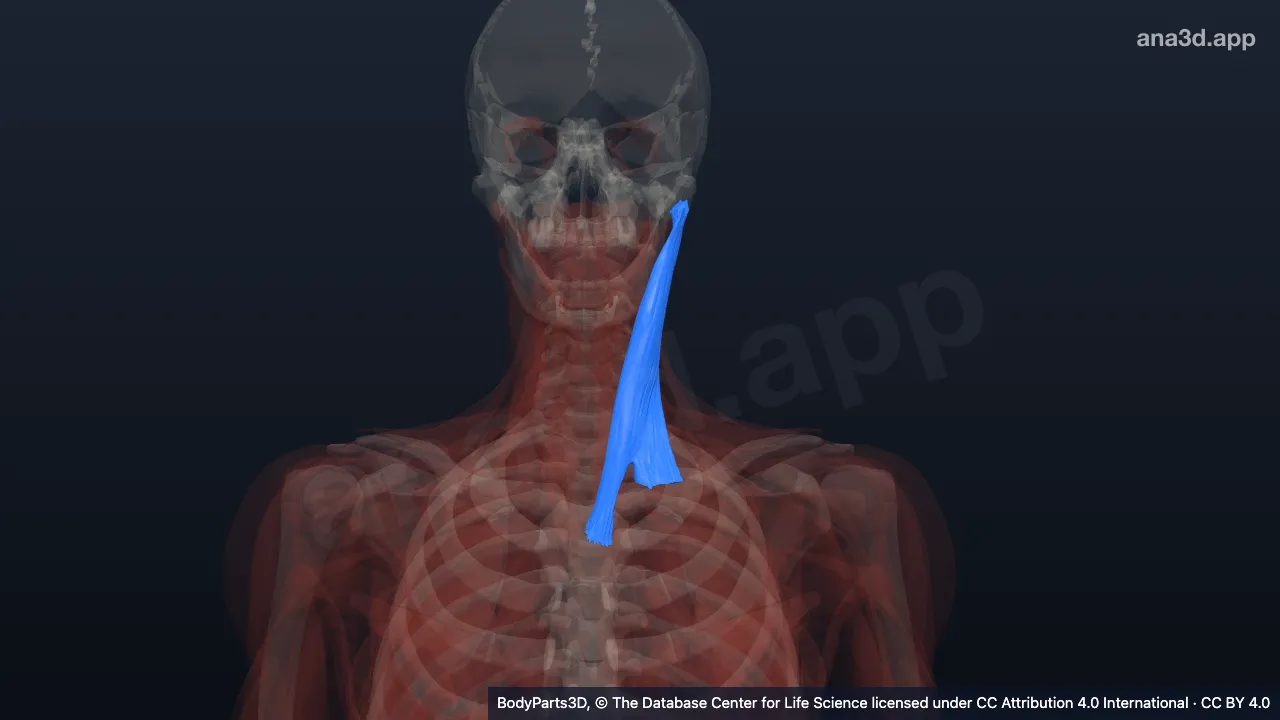 3D model: left sternocleidomastoid