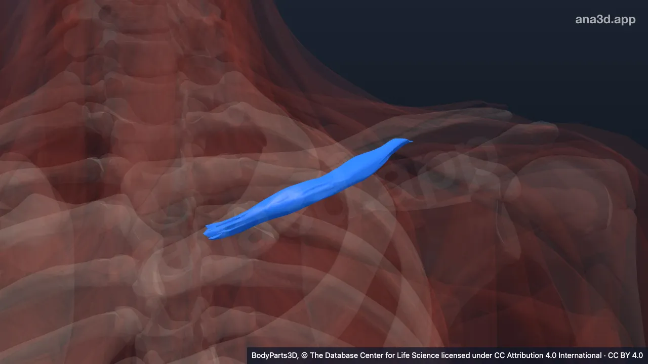 3D-Modell: Linker Musculus subclavius