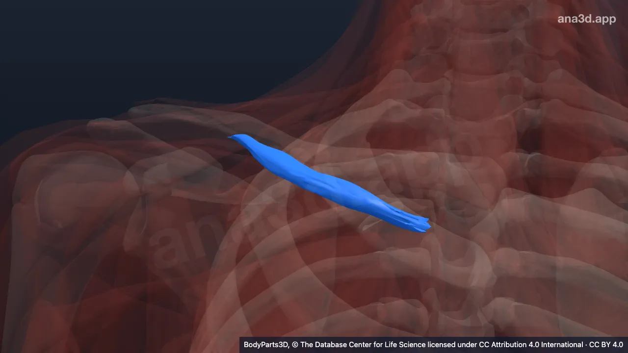 3D model: right subclavius