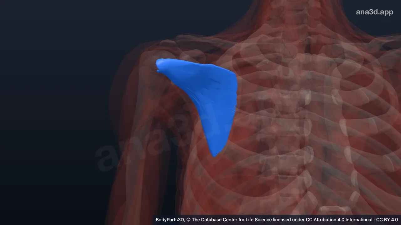 3D-Modell: Rechter Musculus subscapularis