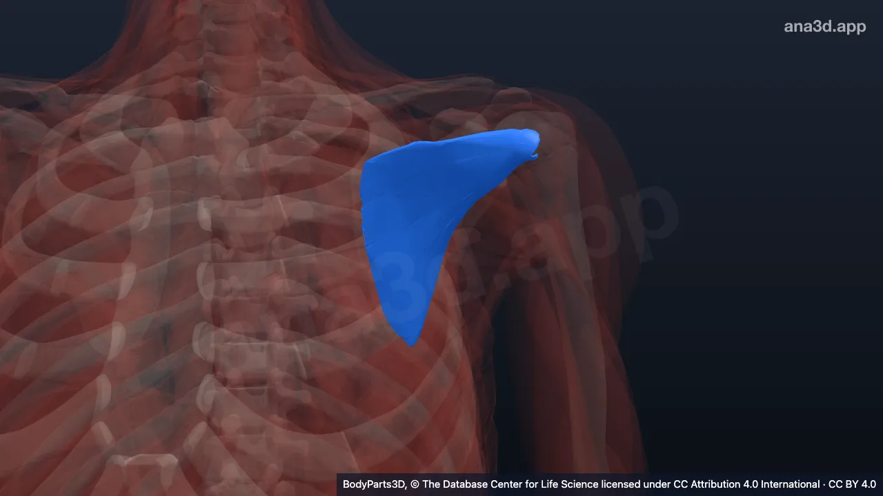 3D model: left subscapularis