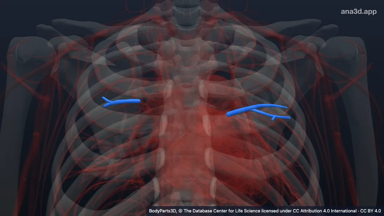 3D model: anterior segmental vein
