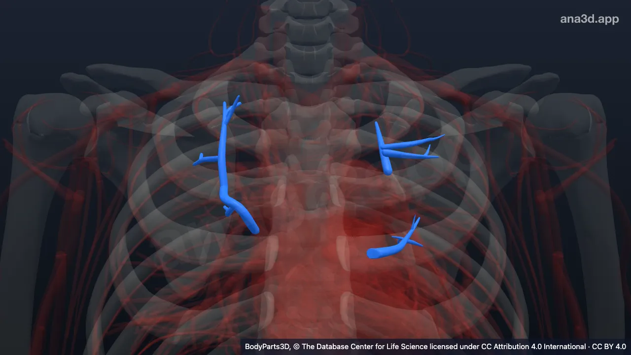 Modelo 3D: Veia posterior do pulmão direito