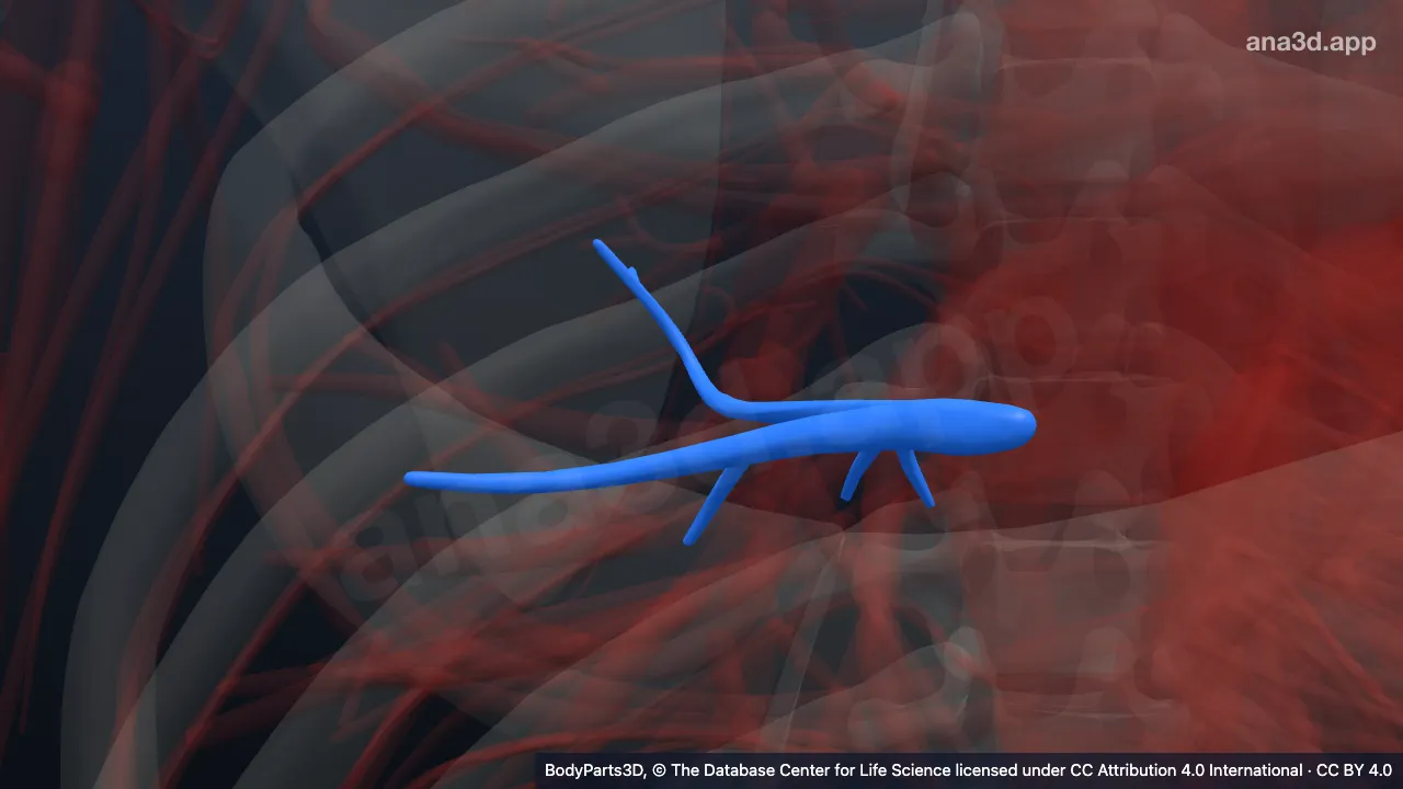 3D model: superior segmental vein