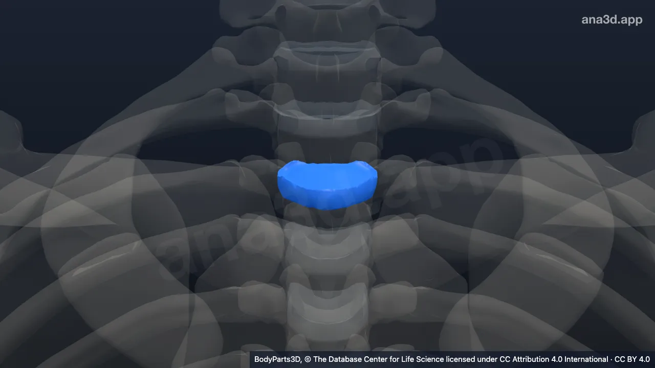 3D model: intervertebral disk of second thoracic vertebra