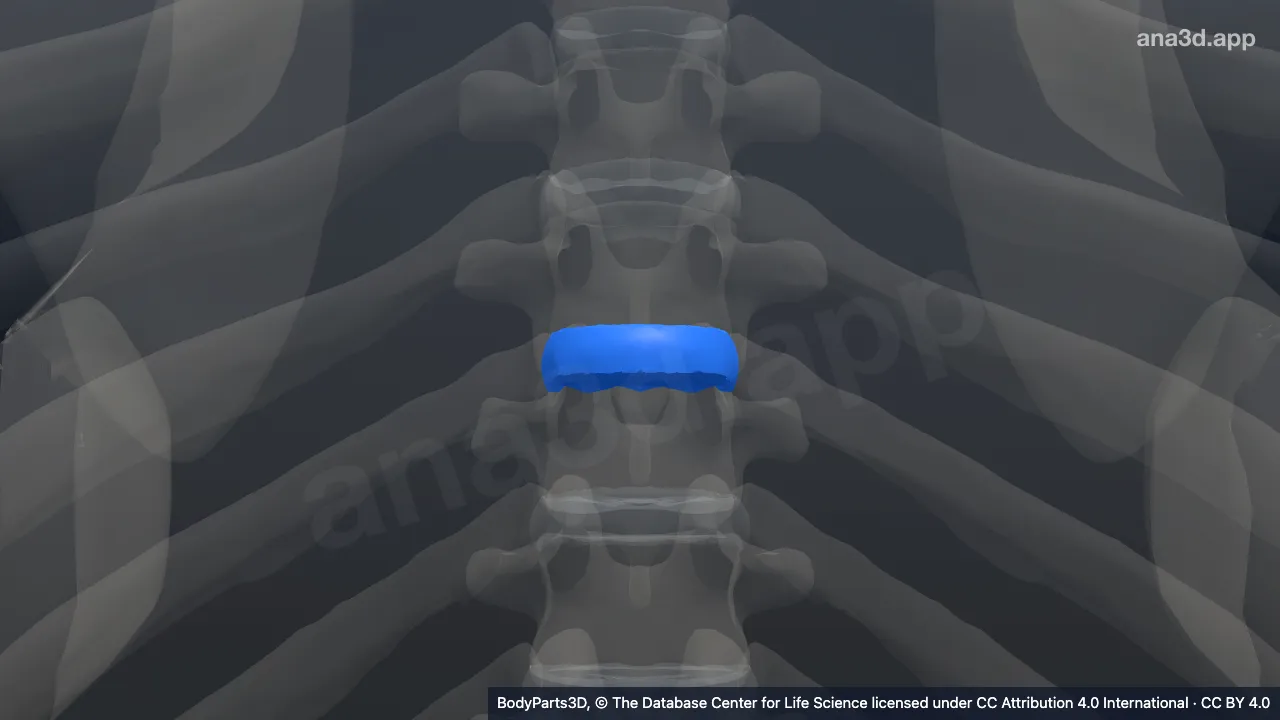 3D model: intervertebral disk of seventh thoracic vertebra