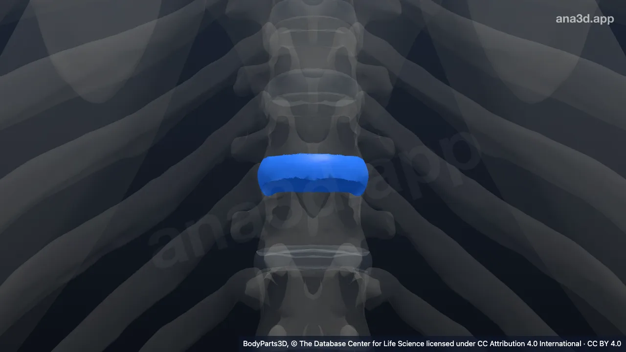 3D model: intervertebral disk of ninth thoracic vertebra