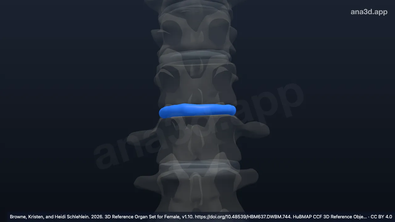 Modelo 3D: Disco intervertebral da décima segunda vértebra torácica