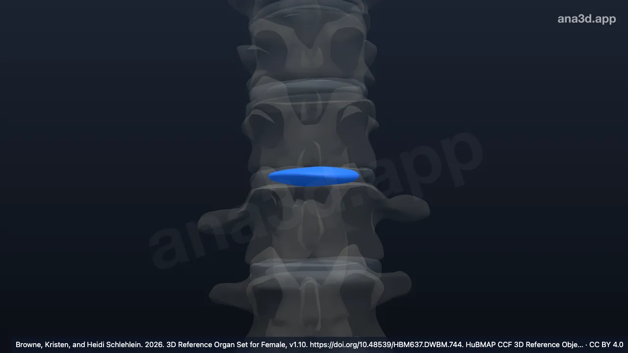 Model 3D: Nukleus pulposus diskus intervertebralis vertebra torakalis ke-12