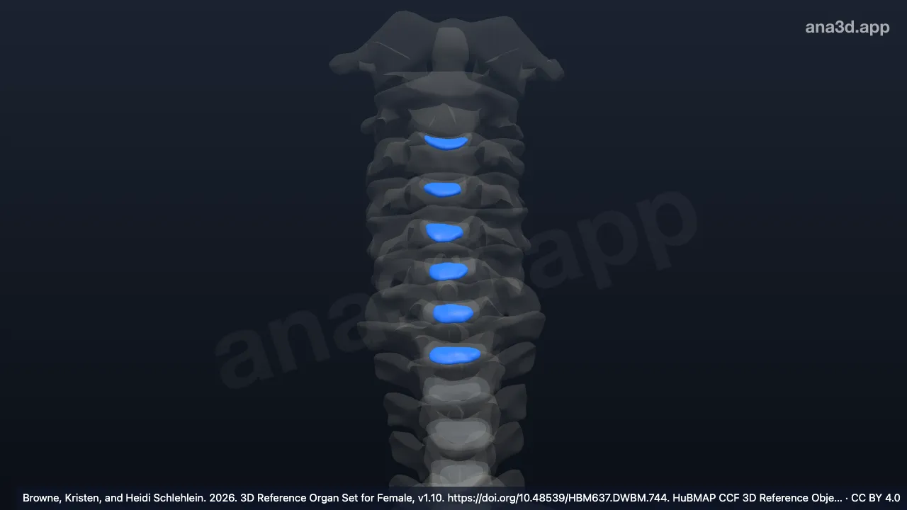 3D-Modell: Nucleus pulposus der Zwischenwirbelscheibe eines Halswirbels
