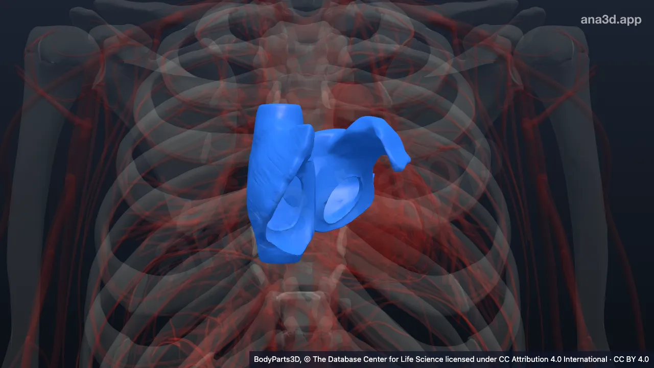 Modèle 3D : Paroi de l'atrium