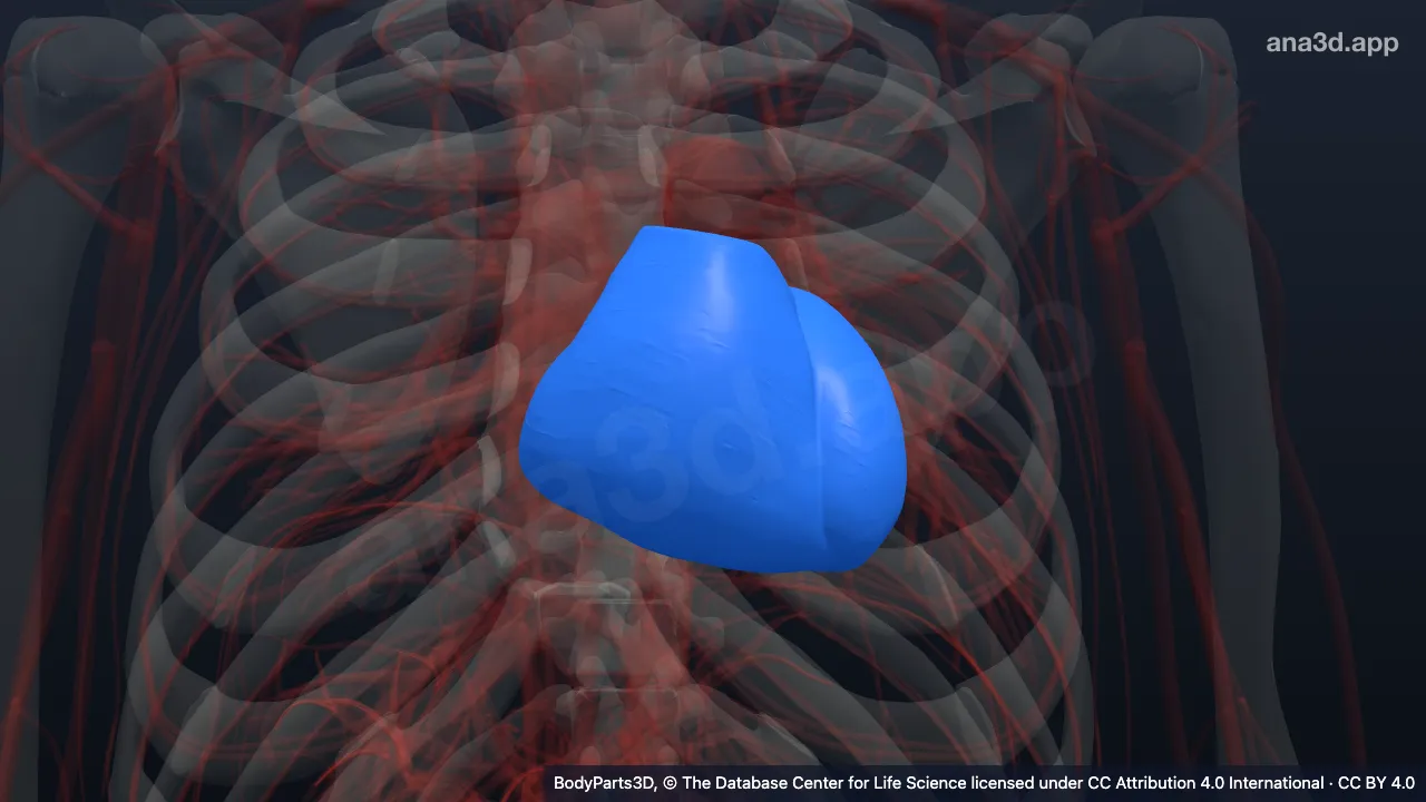 3D model: wall of ventricle