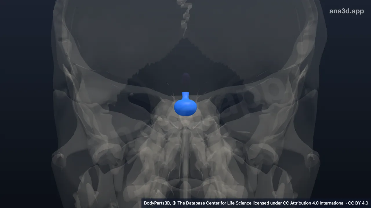Modèle 3D : hypophyse