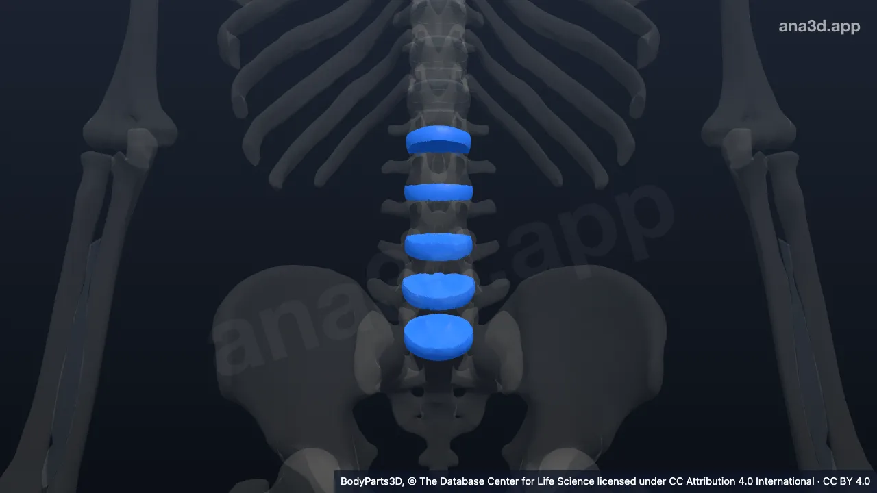 3D model: intervertebral disk of lumbar vertebra
