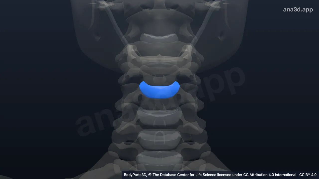 Modelo 3D: Disco intervertebral de la cuarta vértebra cervical