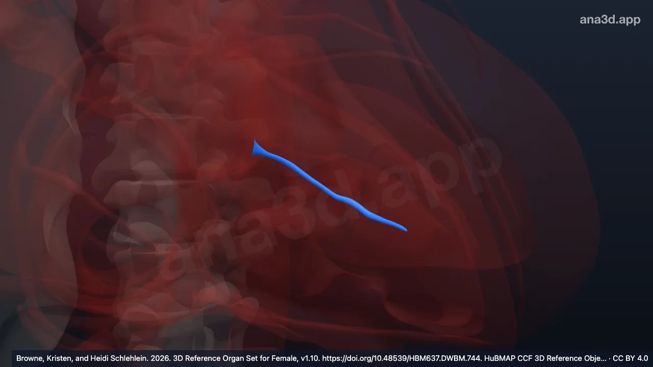 3D-Modell: Ramus ventricularis posterior des Ramus circumflexus
