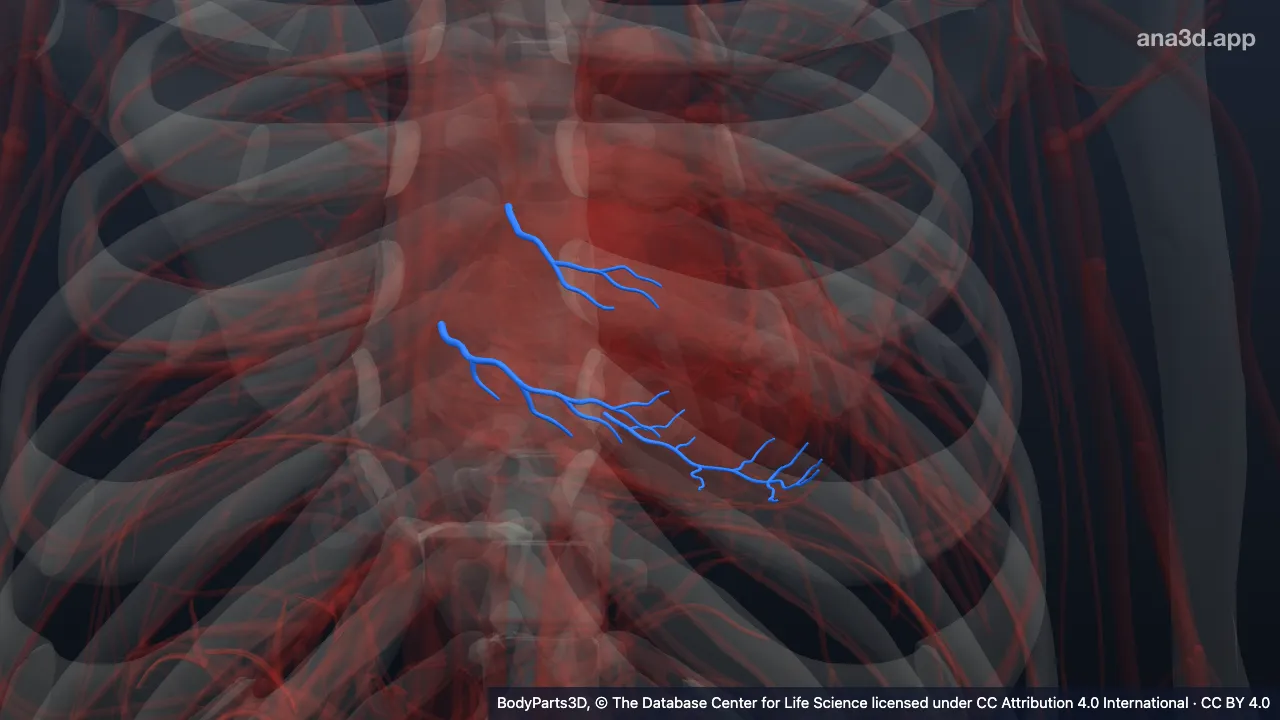 Modelo 3D: Ramo ventricular da artéria coronária direita