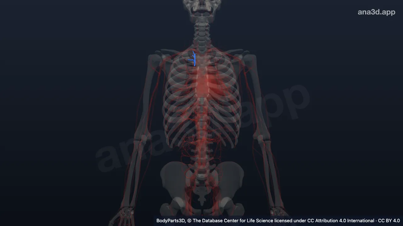Modelo 3D: Parte subsegmentar da veia segmentar apical