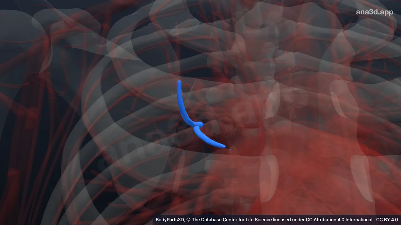 3D model: subsegmental part of anterior segmental vein
