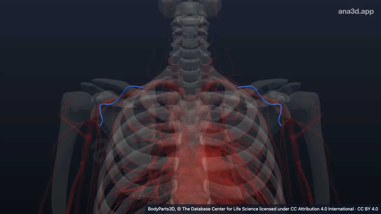 3D model: tributary of external jugular vein