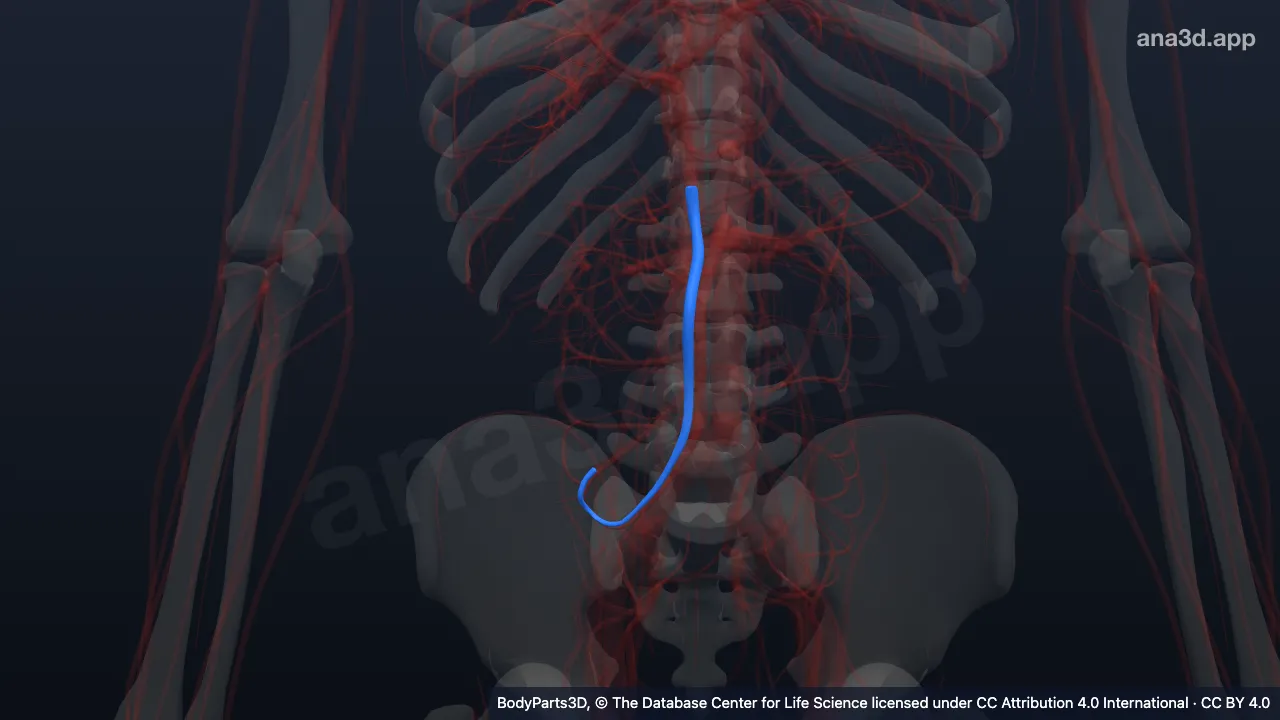 3D-Modell: Vena mesenterica superior