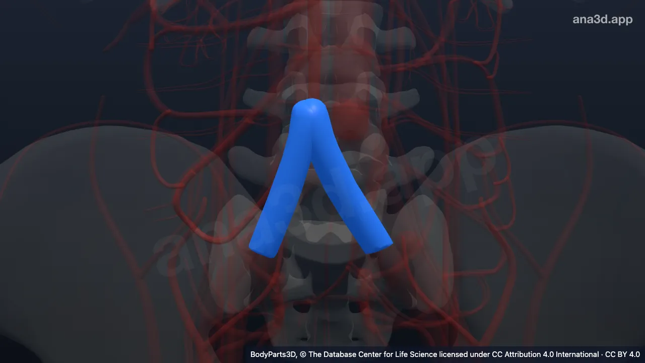 Modelo 3D: vena ilíaca común