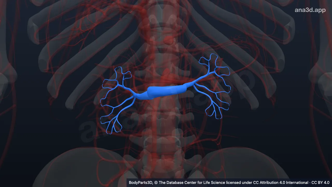 3D-Modell: Venae renales