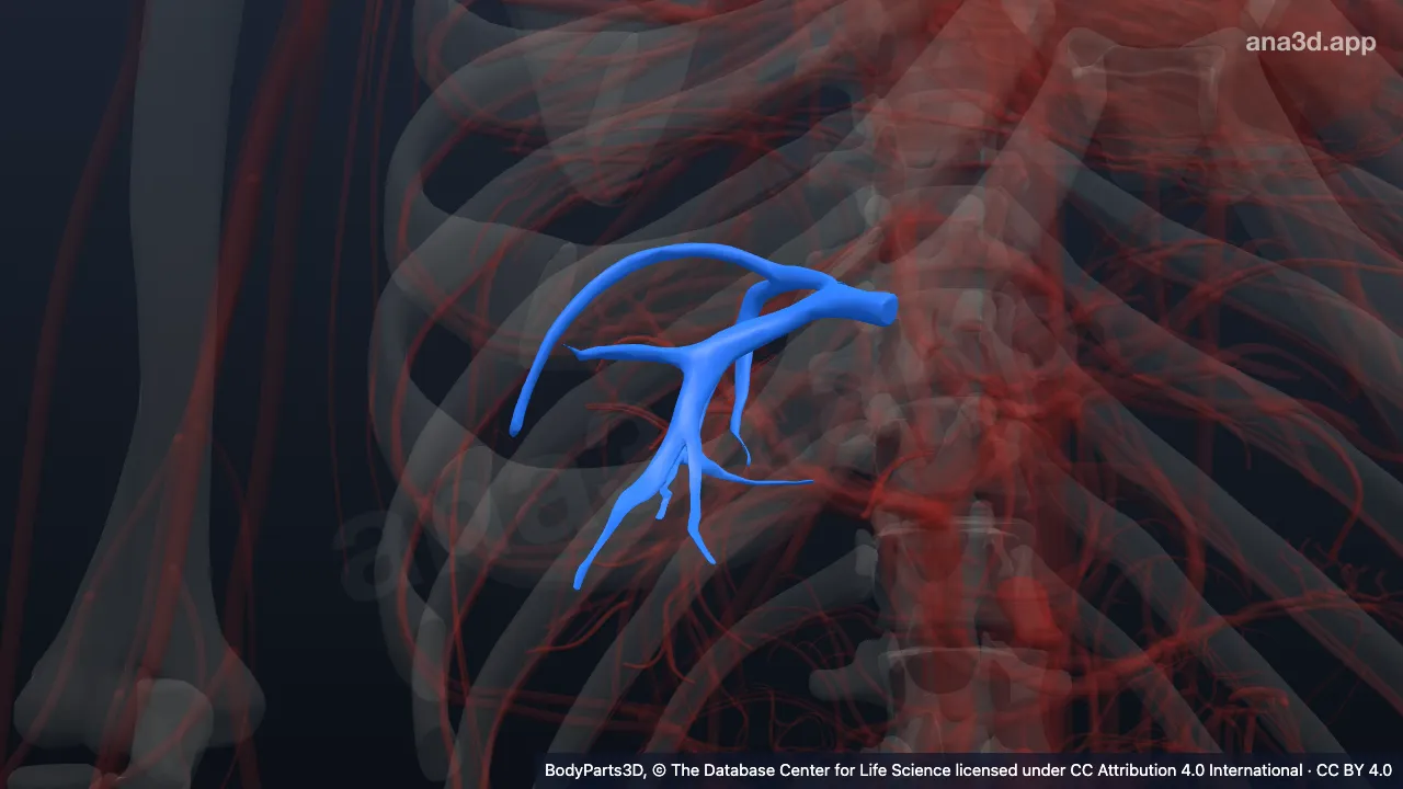 Modelo 3D: Vena hepática derecha