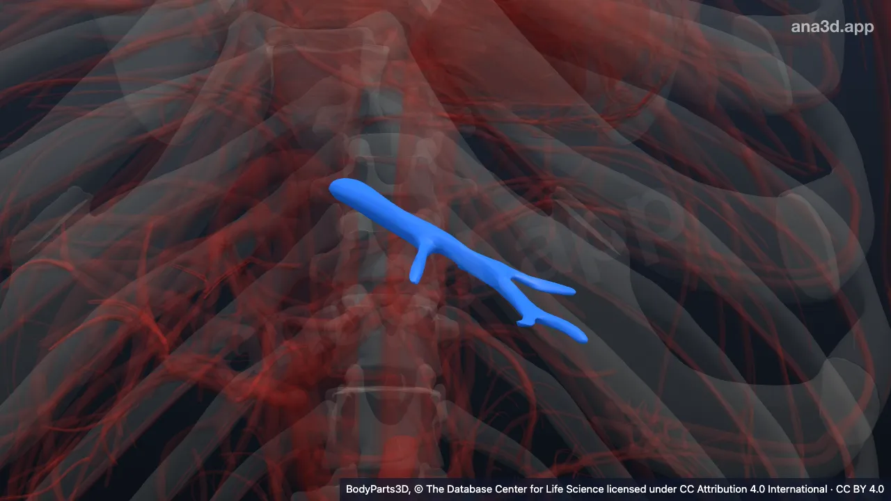 Modelo 3D: Veia hepática esquerda