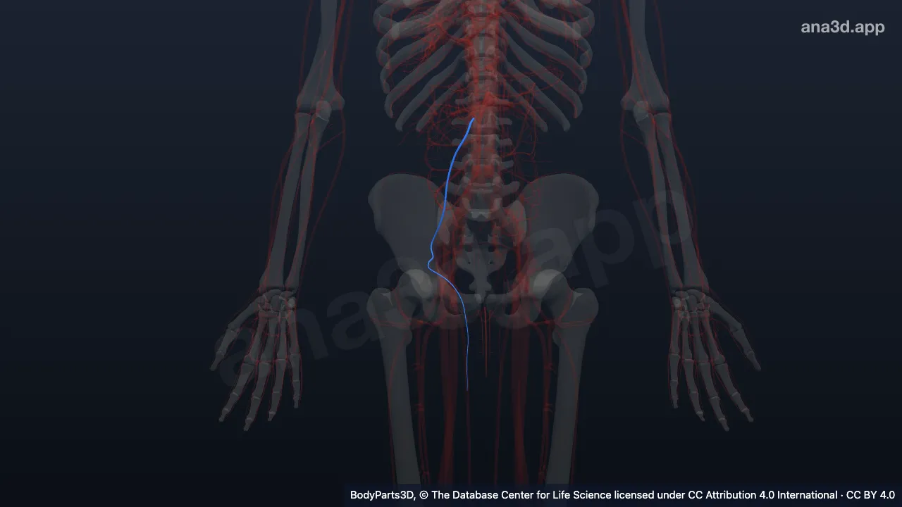3D model: right testicular vein