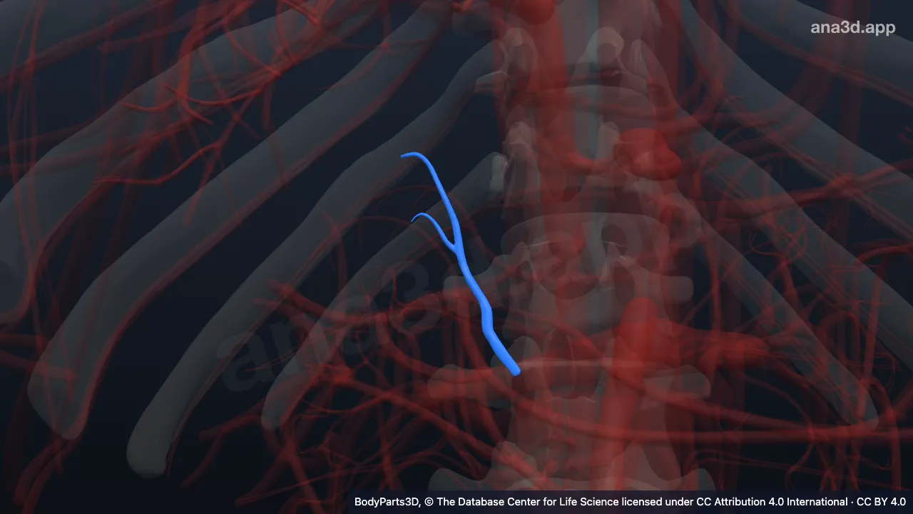 3D model: right suprarenal vein