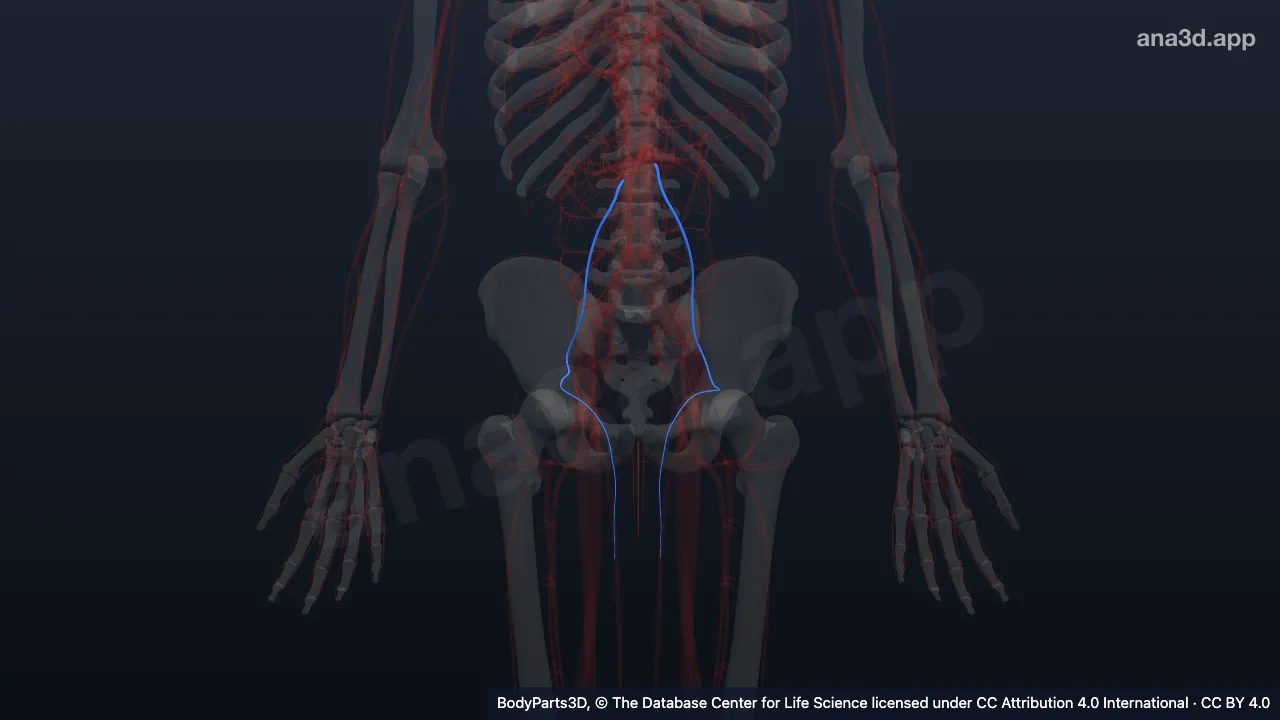 Modelo 3D: veia testicular