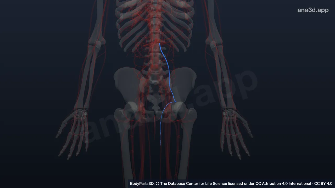 3D model: left testicular vein